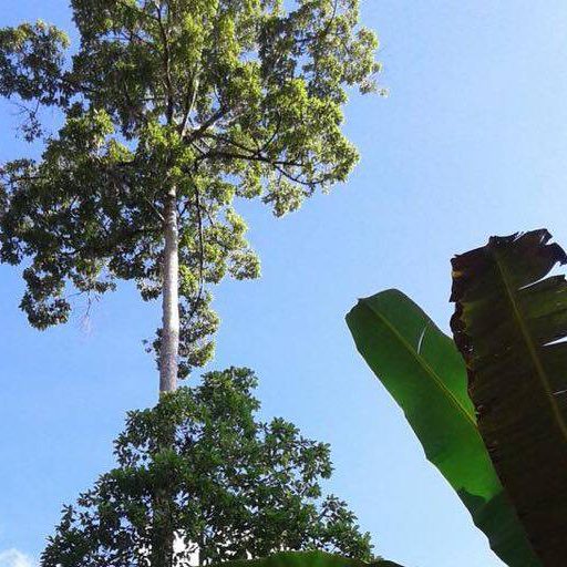 Botanische Merkmale Kratom