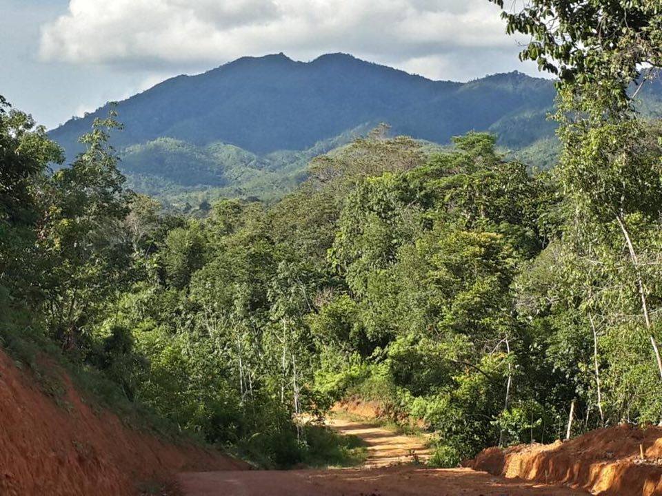 Geschichte von Kratom: Von traditioneller Nutzung bis zur modernen Forschung 1