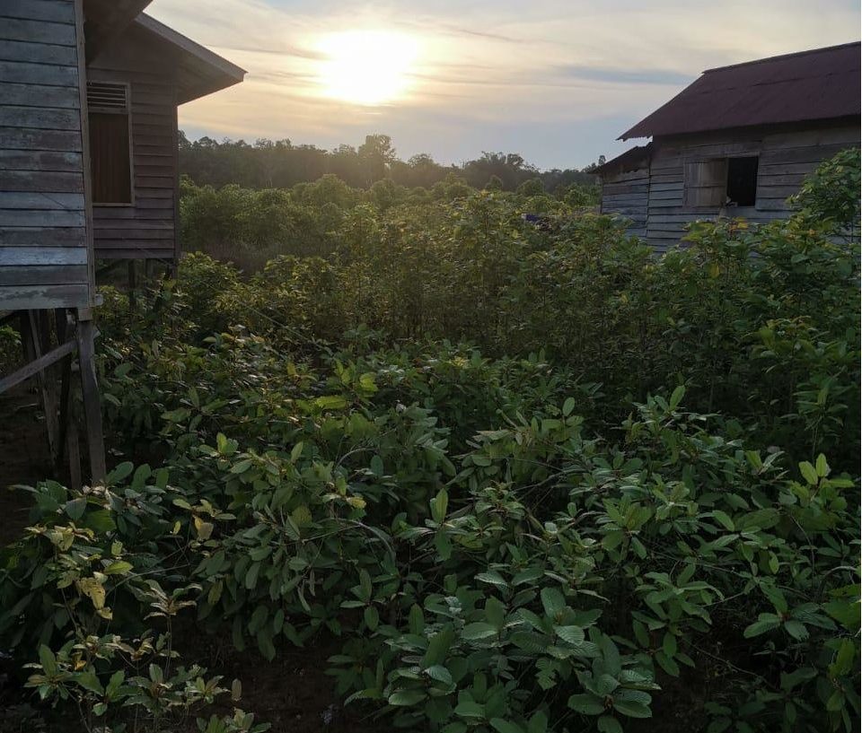 borneo kratom store kratom kaufen aus deutschland mitragyna speciosia