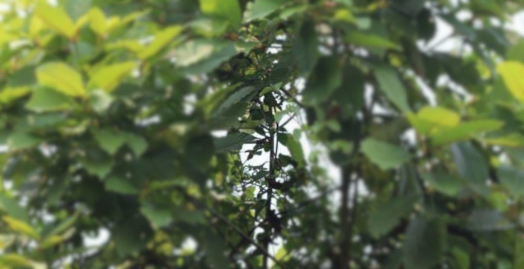 naturalibre shop kratom kaufen direkt aus deutschland