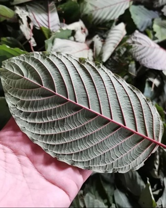großes kratom blatt, kratom kaufen bei naturalibre